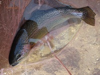 秩父フライフィールド 釣果