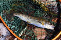 秩父フライフィールド 釣果