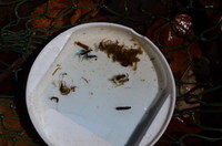 秩父フライフィールド 釣果