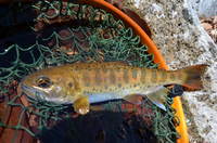 秩父フライフィールド 釣果