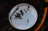 秩父フライフィールド 釣果