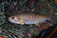 秩父フライフィールド 釣果