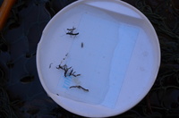 秩父フライフィールド 釣果