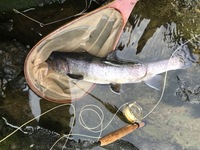 秩父フライフィールド 釣果