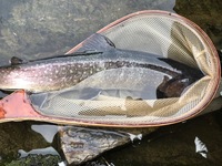 秩父フライフィールド 釣果