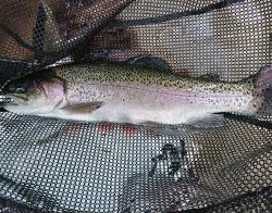 フィッシング サンクチュアリ 釣果