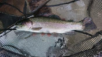 フィッシング サンクチュアリ 釣果