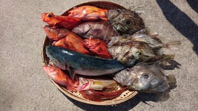 はじめ丸 釣果