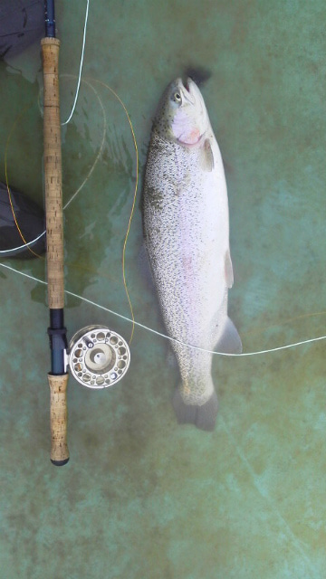 としまえんフィッシングエリア 釣果