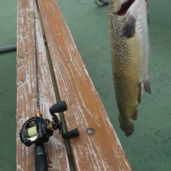 としまえんフィッシングエリア 釣果