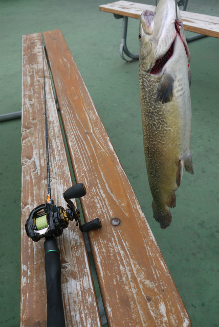 としまえんフィッシングエリア 釣果