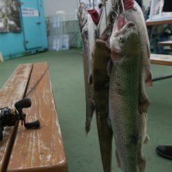 としまえんフィッシングエリア 釣果