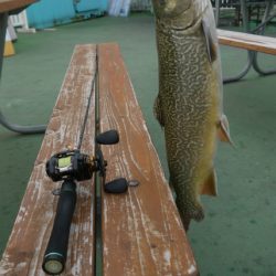 としまえんフィッシングエリア 釣果