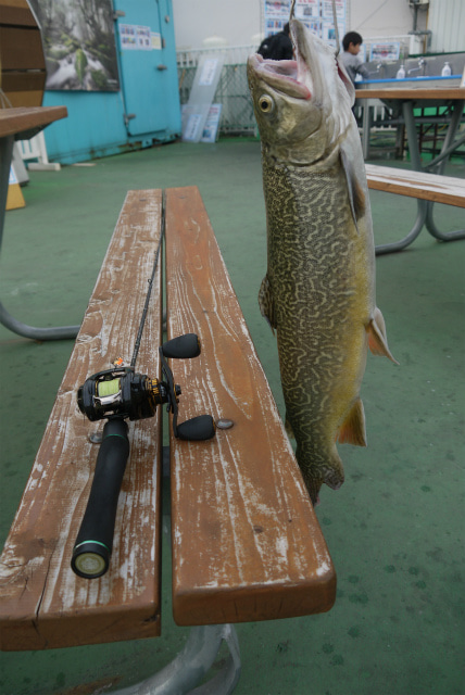 としまえんフィッシングエリア 釣果