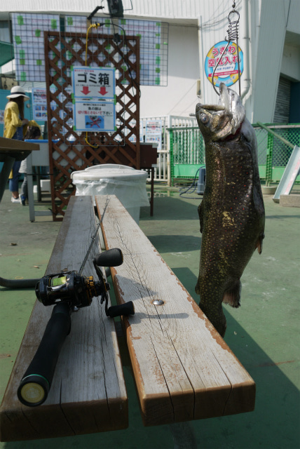 としまえんフィッシングエリア 釣果