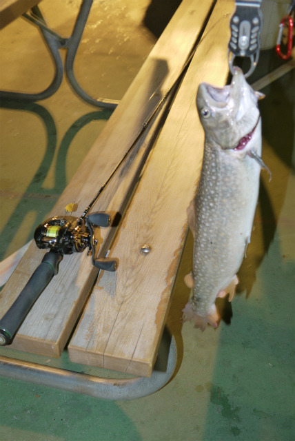 としまえんフィッシングエリア 釣果