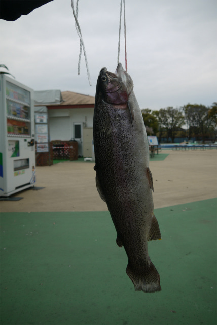 としまえんフィッシングエリア 釣果
