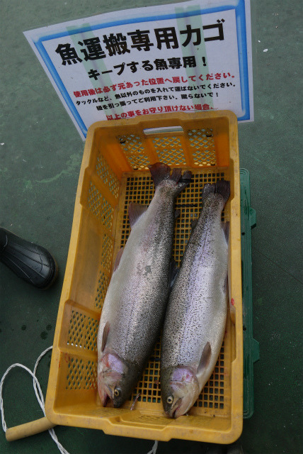 としまえんフィッシングエリア 釣果