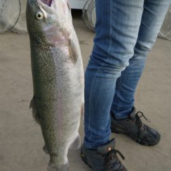 としまえんフィッシングエリア 釣果