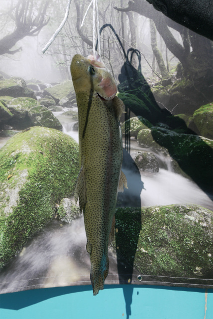 としまえんフィッシングエリア 釣果