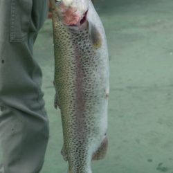 としまえんフィッシングエリア 釣果