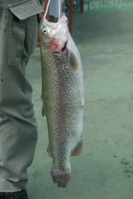 としまえんフィッシングエリア 釣果