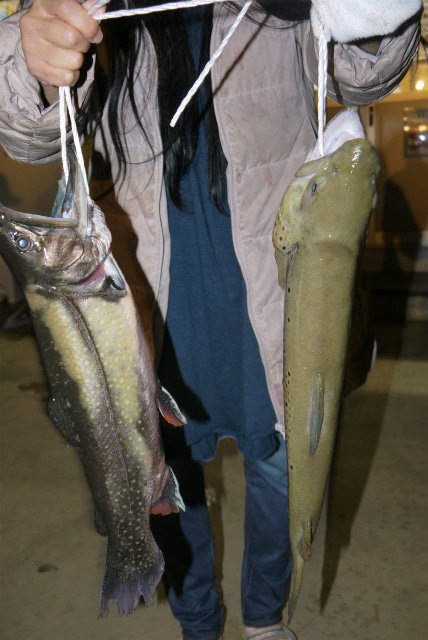 としまえんフィッシングエリア 釣果