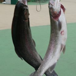 としまえんフィッシングエリア 釣果