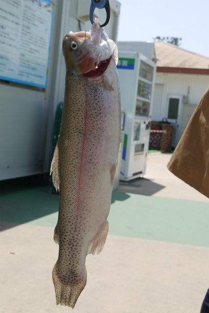 としまえんフィッシングエリア 釣果