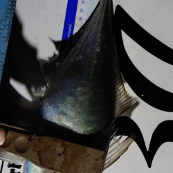 シースナイパー海龍 釣果