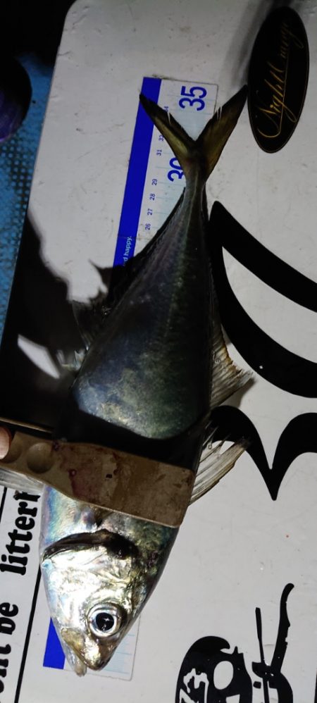 シースナイパー海龍 釣果