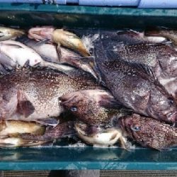 小樽港遊漁船SHAKE 釣果