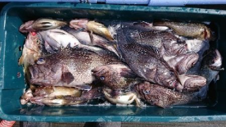 小樽港遊漁船ＳＨＡＫＥ 釣果