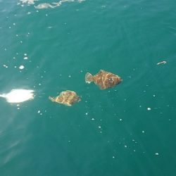 小樽港遊漁船ＳＨＡＫＥ 釣果