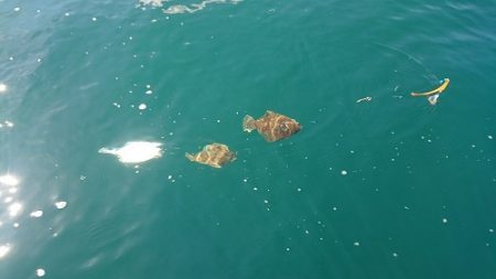 小樽港遊漁船ＳＨＡＫＥ 釣果