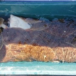 小樽港遊漁船ＳＨＡＫＥ 釣果