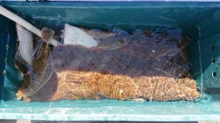 小樽港遊漁船ＳＨＡＫＥ 釣果