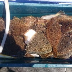 小樽港遊漁船SHAKE 釣果