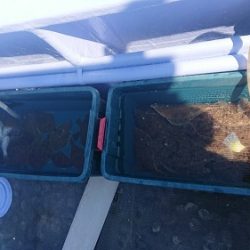 小樽港遊漁船SHAKE 釣果