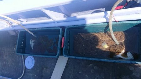 小樽港遊漁船SHAKE 釣果