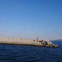 小樽港遊漁船SHAKE 釣果