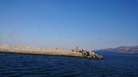 小樽港遊漁船SHAKE 釣果