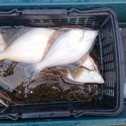 小樽港遊漁船SHAKE 釣果