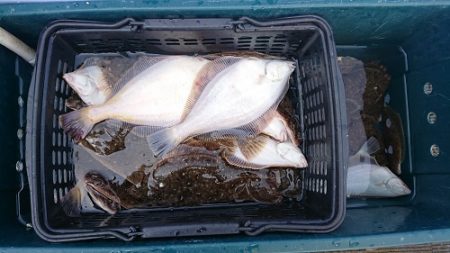 小樽港遊漁船SHAKE 釣果