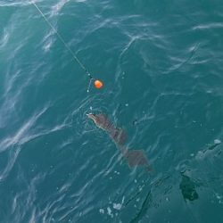 小樽港遊漁船ＳＨＡＫＥ 釣果