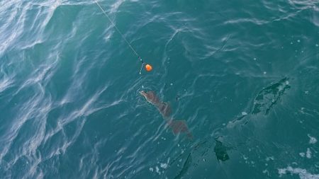 小樽港遊漁船ＳＨＡＫＥ 釣果