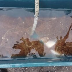 小樽港遊漁船SHAKE 釣果