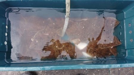 小樽港遊漁船SHAKE 釣果