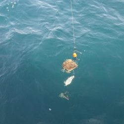 小樽港遊漁船SHAKE 釣果