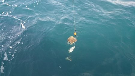 小樽港遊漁船SHAKE 釣果